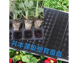 亳州草莓育苗吸塑盘